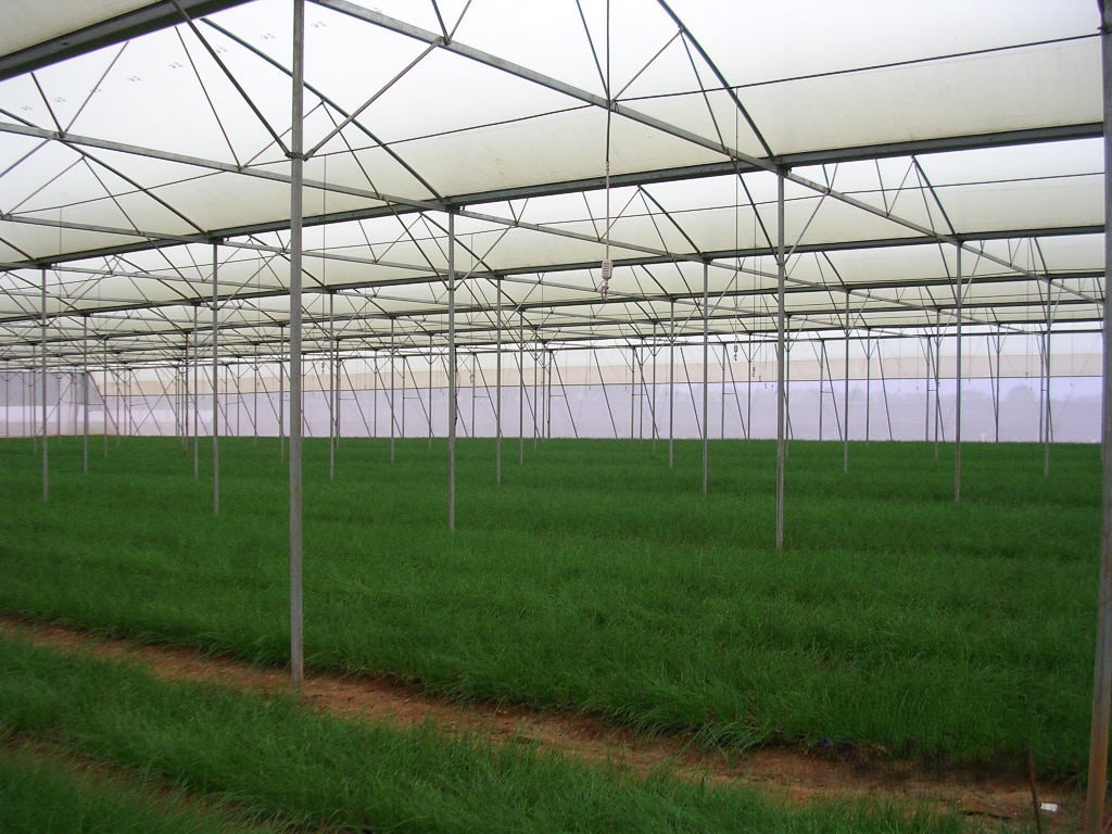 Greenhouse Project 10